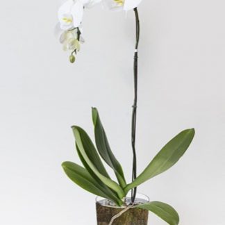 White orchid