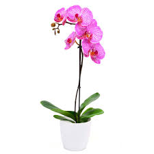 Pink orchid